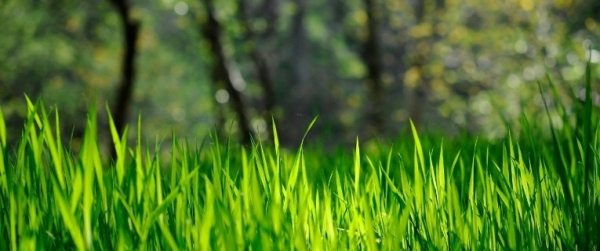 Green Pasture For Dairy Livestock